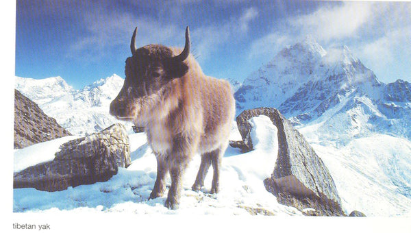 Fibre Tibet limited edition Yak wool blanket